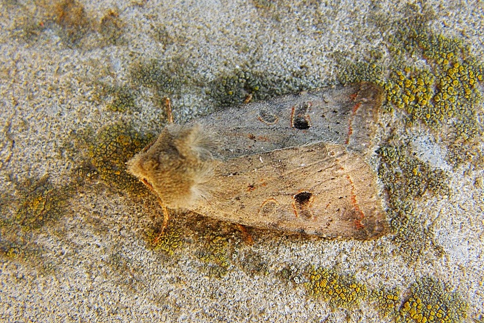 Leptologia lota - kecskefűz-őszibagoly