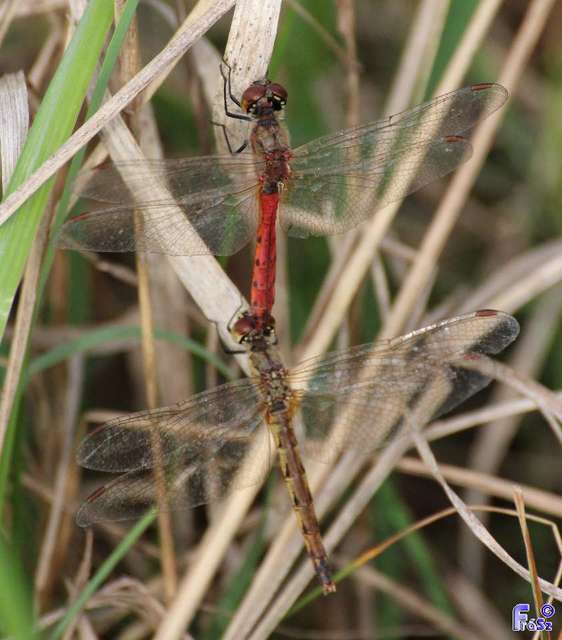 Sympetrum depressiusculum - ékfoltos katona-szitakötő