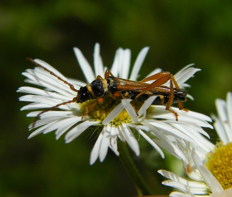 Stenopterus flavicornis - sárgacsápú keskenyfedőscincér