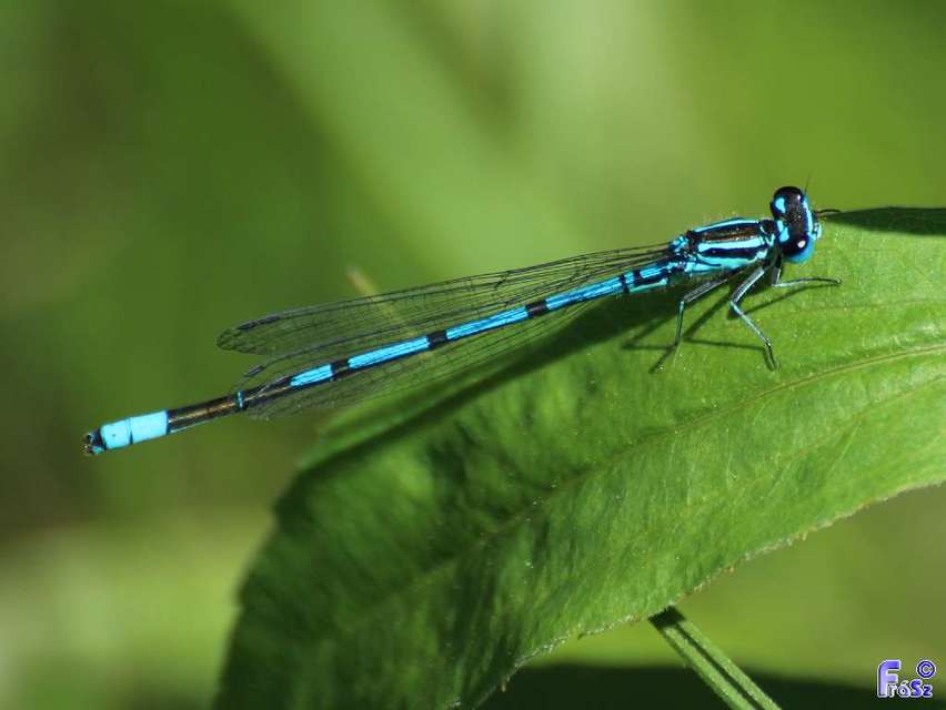 Coenagrion puella - azúrkék légivadász