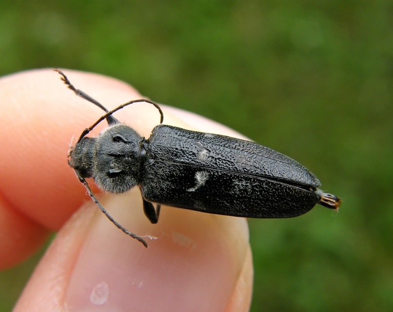 Hylotrupes bajulus - házicincér