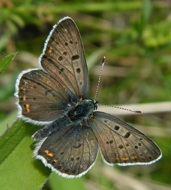 Lycaena tityrus - barna tűzlepke