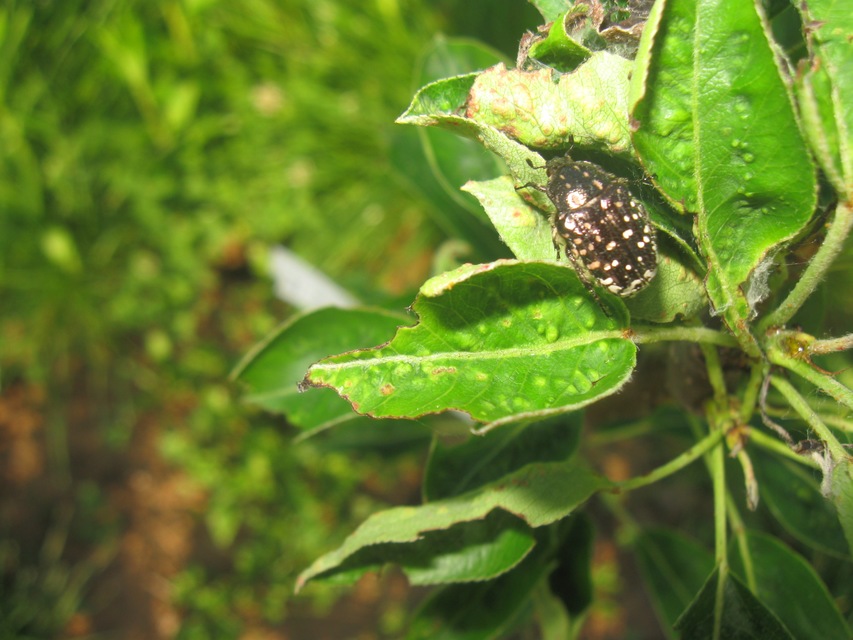 Oxythyrea funesta - sokpettyes virágbogár