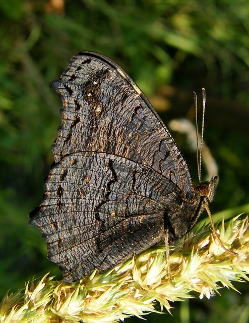 Nymphalis io - nappali pávaszem