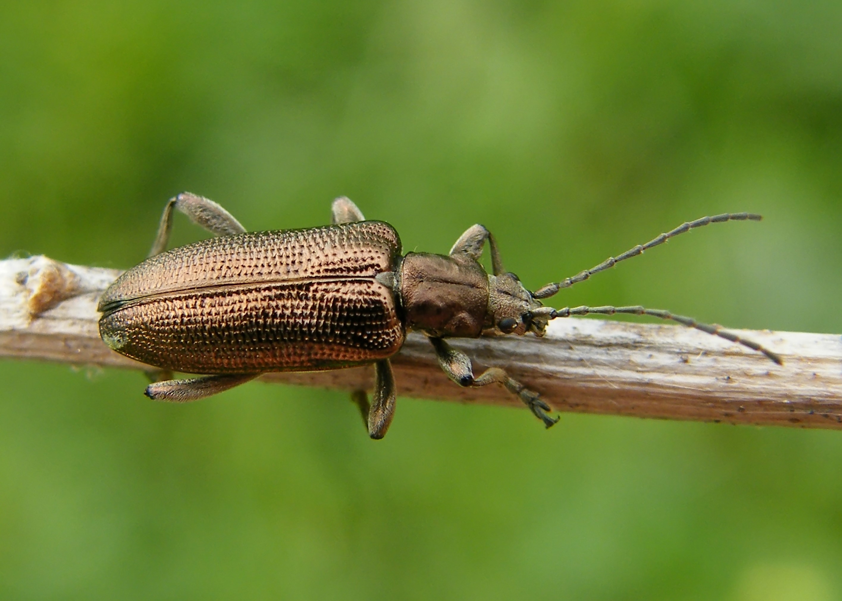 Plateumaris sericea - selymes nádbogár