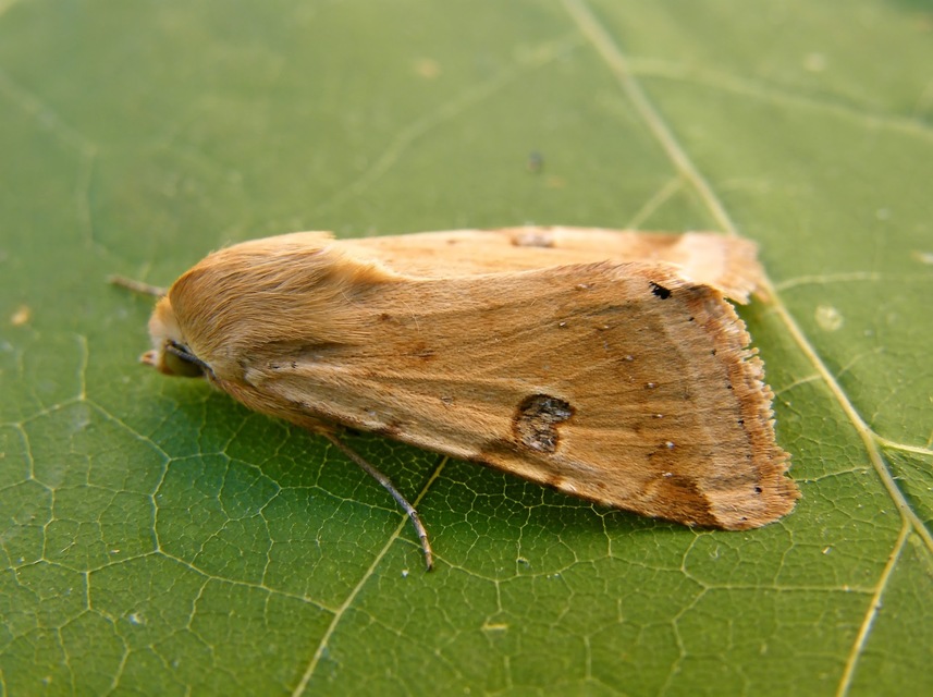 Heliothis peltigera - nagy veteménybagoly