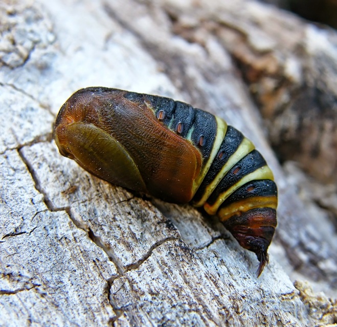 Saturnia pavoniella/pavonia