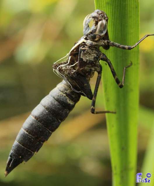 Anax parthenope - barna óriásacsa