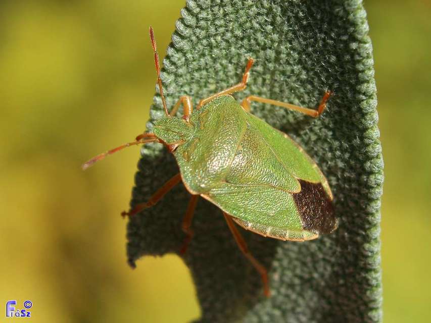 Palomena prasina - zöld bogyómászó-poloska Palomena prasina - zöld bogyómászó-poloska