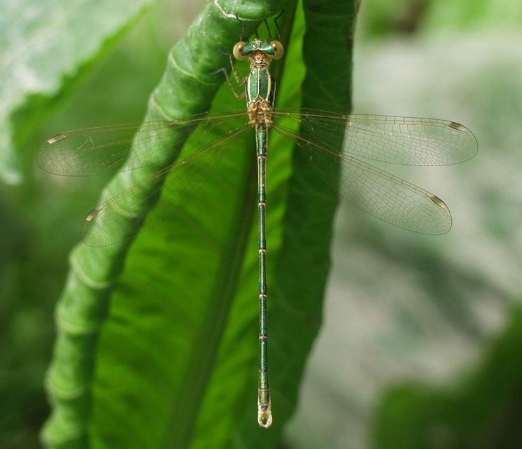 Lestes barbarus - foltosszárnyjegyű rablószitakötő