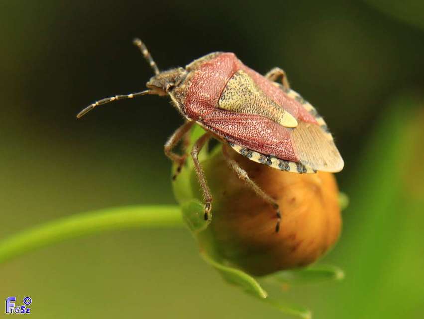 Dolycoris baccarum - közönséges bogyómászó-poloska Dolycoris baccarum - közönséges bogyómászó-poloska