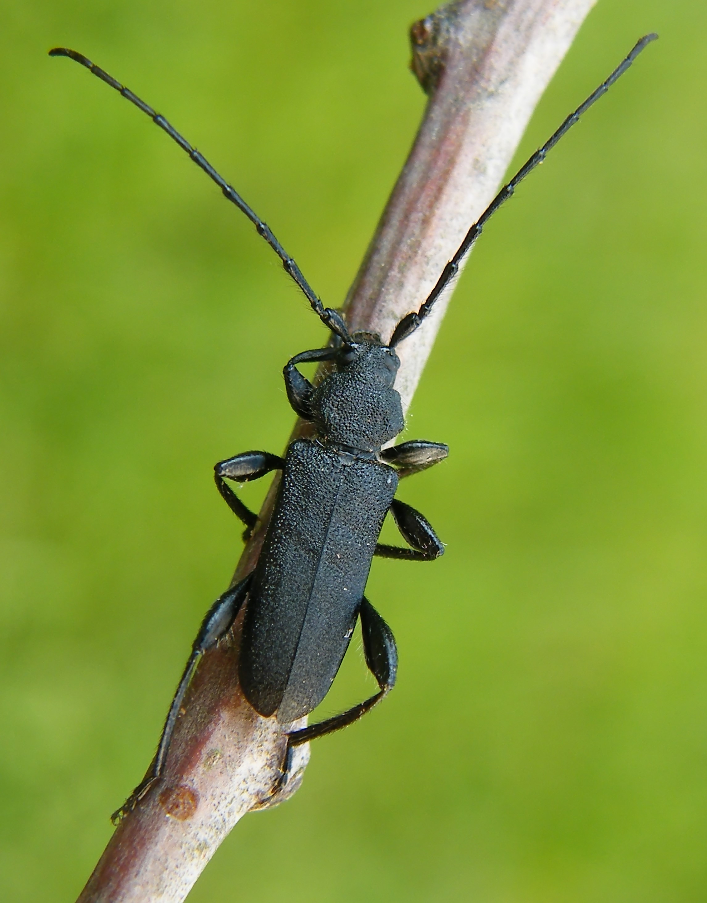 Ropalopus macropus - kis facincér