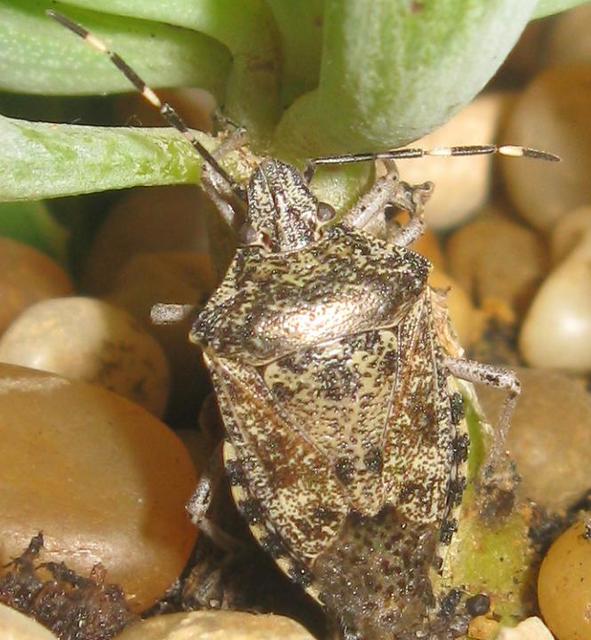 Rhaphigaster nebulosa - bencepoloska