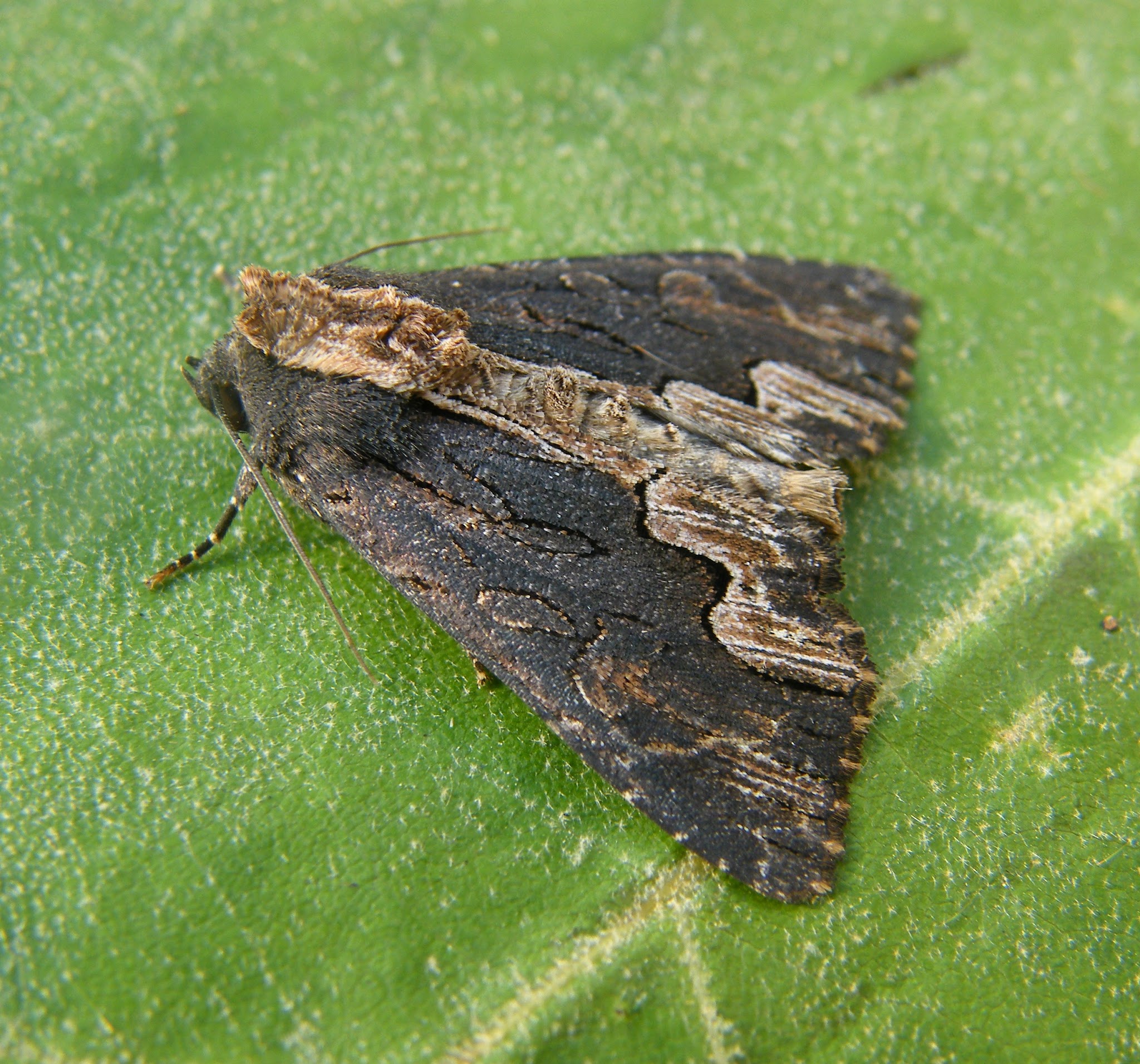 Dypterygia scabriuscula - szurokbarna nyáribagoly
