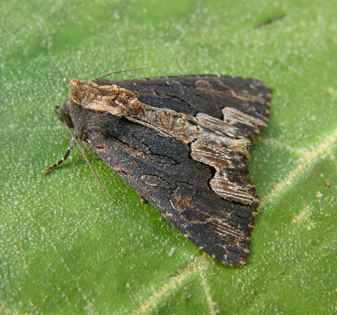 Dypterygia scabriuscula - szurokbarna nyáribagoly