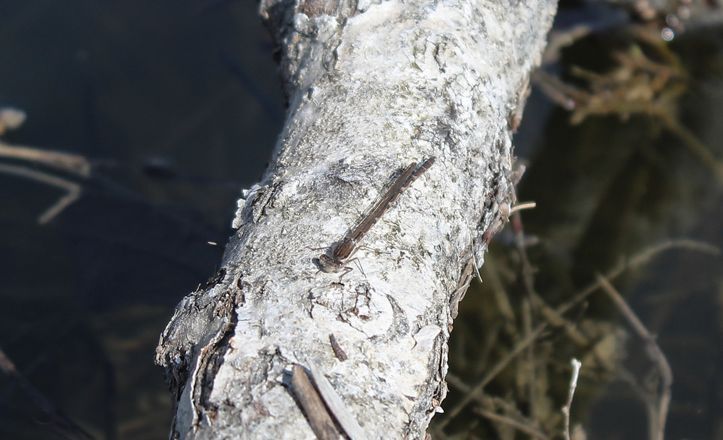 Sympecma fusca - téli rablószitakötő