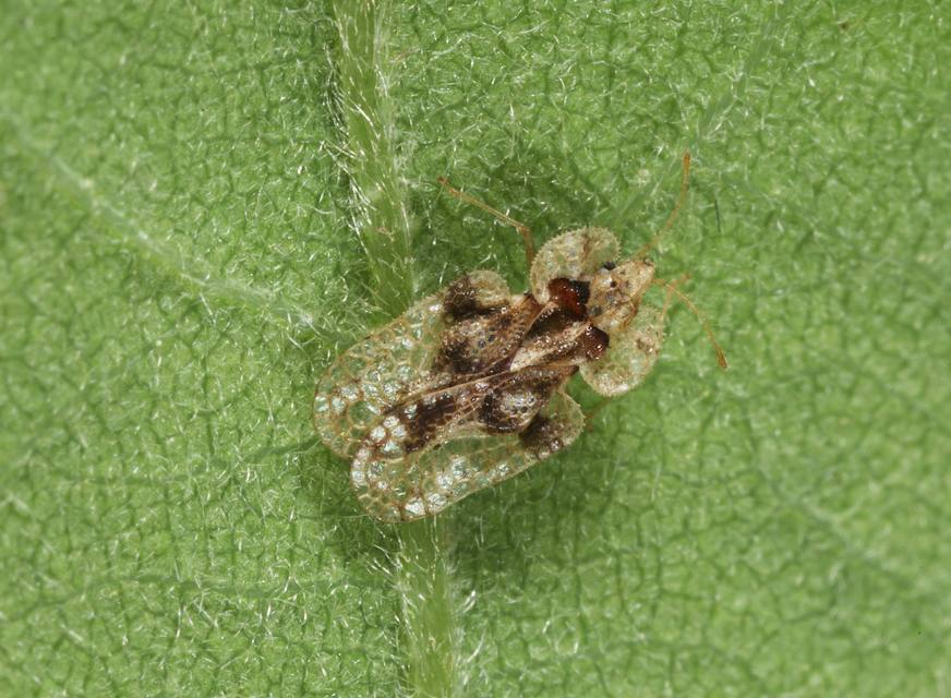 Corythucha arcuata - tölgy-csipkéspoloska