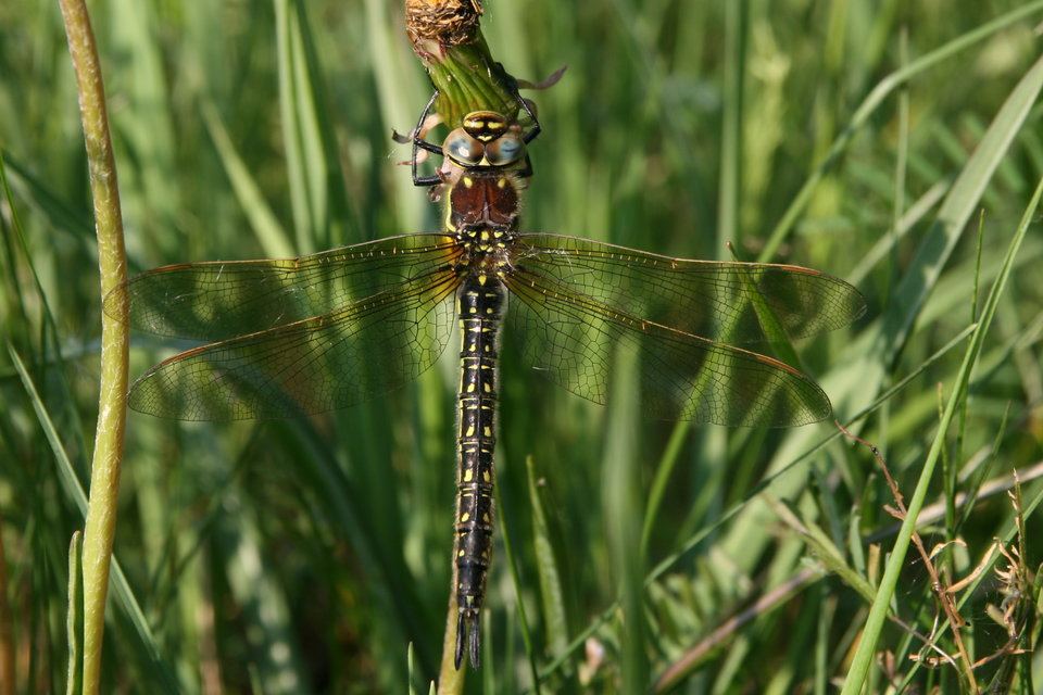 Brachytron pratense - szőrös karcsúacsa