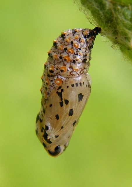 Melitaea trivia - kis tarkalepke