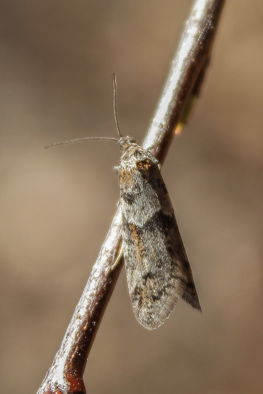 Tortricodes alternella - tavaszi sodrómoly
