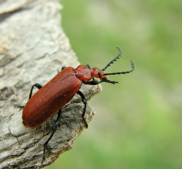 Pyrochroa serraticornis - közép-bíborbogár