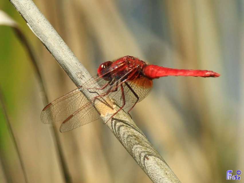 Crocothemis erythraea - skarlát szitakötő
