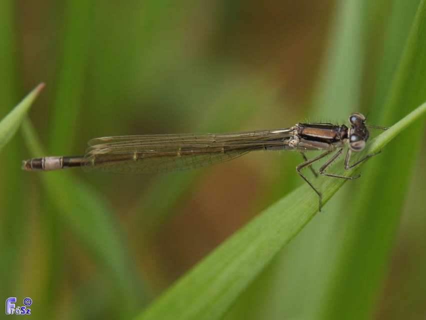 Ischnura elegans