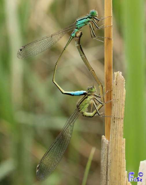 Ischnura elegans