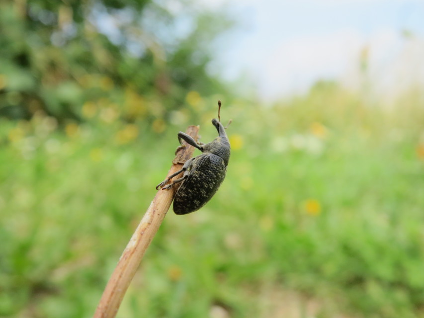Larinus sturnus - aszat-púderbarkó