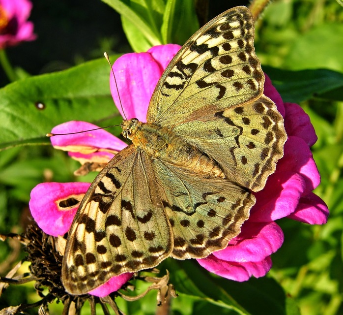 Argynnis pandora - zöldes gyöngyházlepke