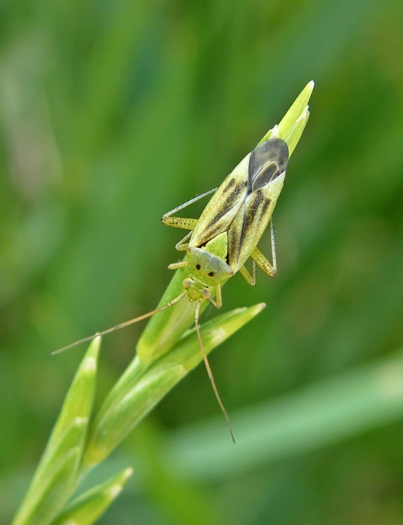 Closterotomus norwegicus - zöld mezeipoloska