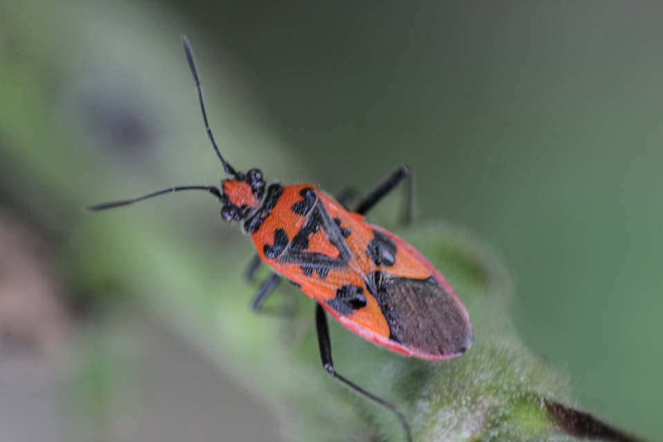 Corizus hyoscyami - piros karimáspoloska
