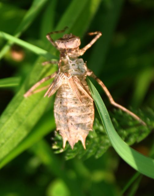 Epitheca bimaculata - kétfoltos sárkányszitakötő