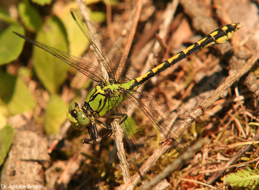 Ophiogomphus cecilia - zöld folyami-szitakötő