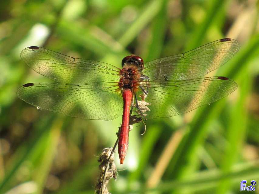 Sympetrum sanguineum - vörös katona-szitakötő