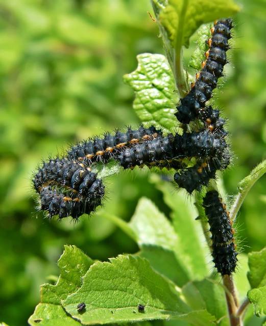 Saturnia pavoniella/pavonia