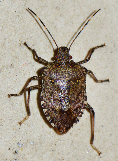 Halyomorpha halys - ázsiai márványospoloska