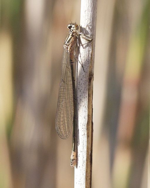 Coenagrion pulchellum - karcsú légivadász