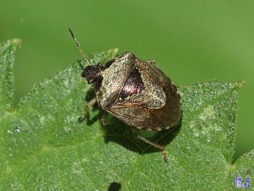 Stagonomus venustissimus - foltos feketefejű-poloska Stagonomus venustissimus - foltos feketefejű-poloska
