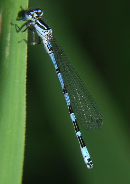 Coenagrion ornatum - díszes légivadász