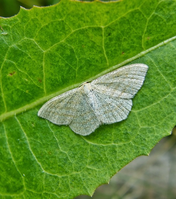 Scopula virgulata - vesszős sávosaraszoló