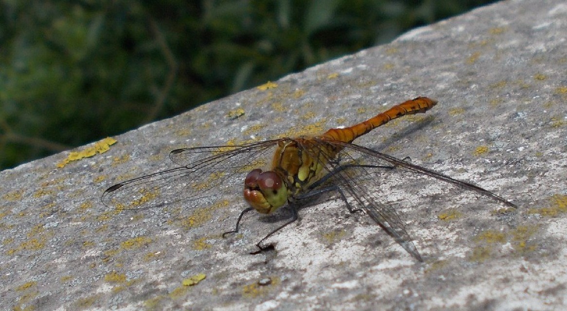 Sympetrum sanguineum - vörös katona-szitakötő