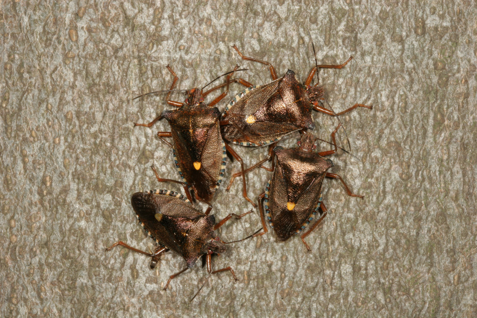 Pentatoma rufipes - vöröslábú címerespoloska Pentatoma rufipes - vöröslábú címerespoloska