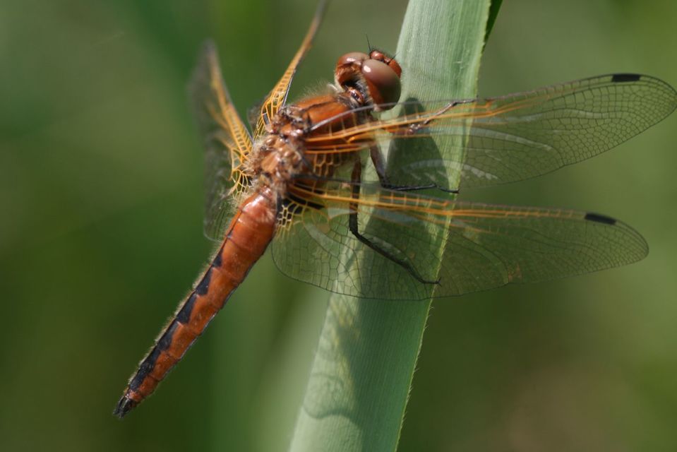 Libellula fulva - kisfoltos laposacsa