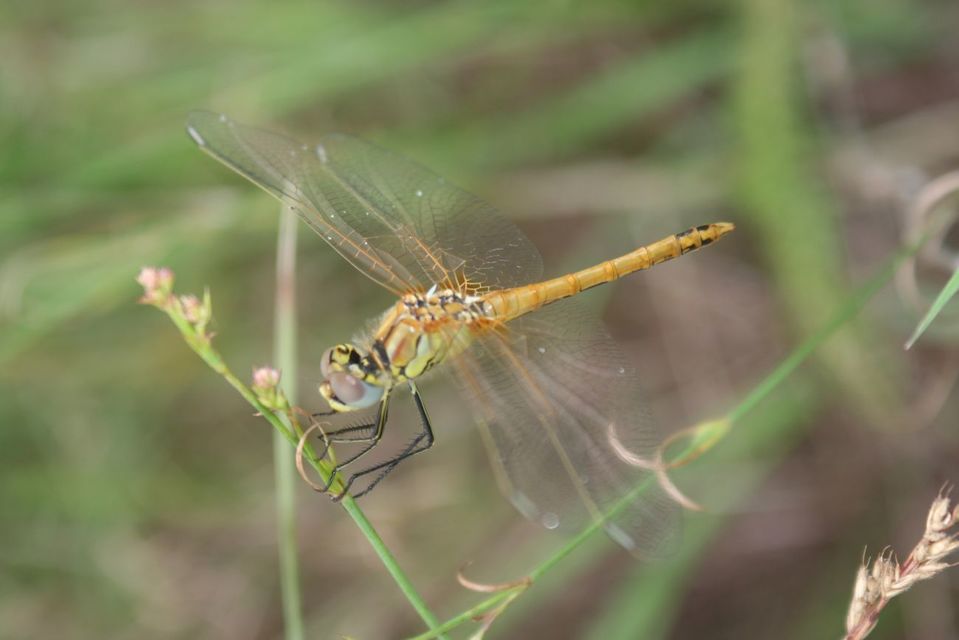 Sympetrum fonscolombii - vándor katona-szitakötő