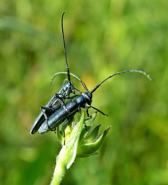 Agapanthia violacea - kék somkórócincér