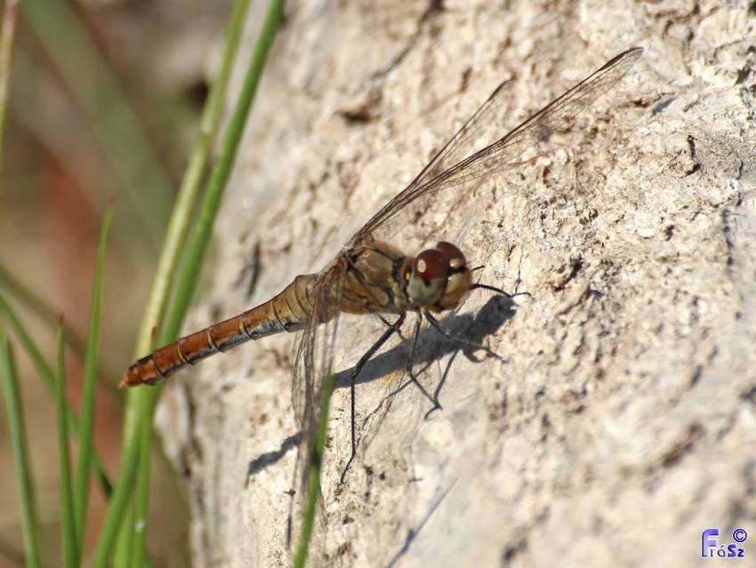 Sympetrum sanguineum - vörös katona-szitakötő