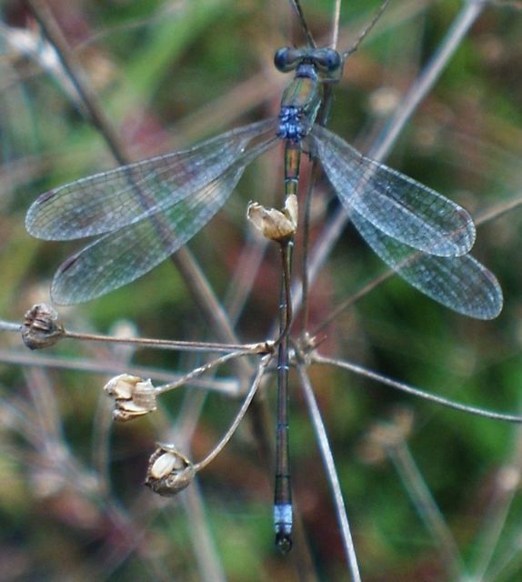Lestes virens