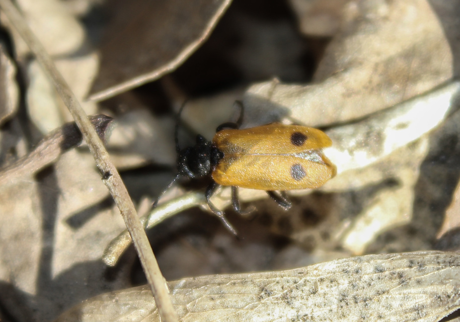 Apalus bimaculatus - kétfoltos élősdibogár
