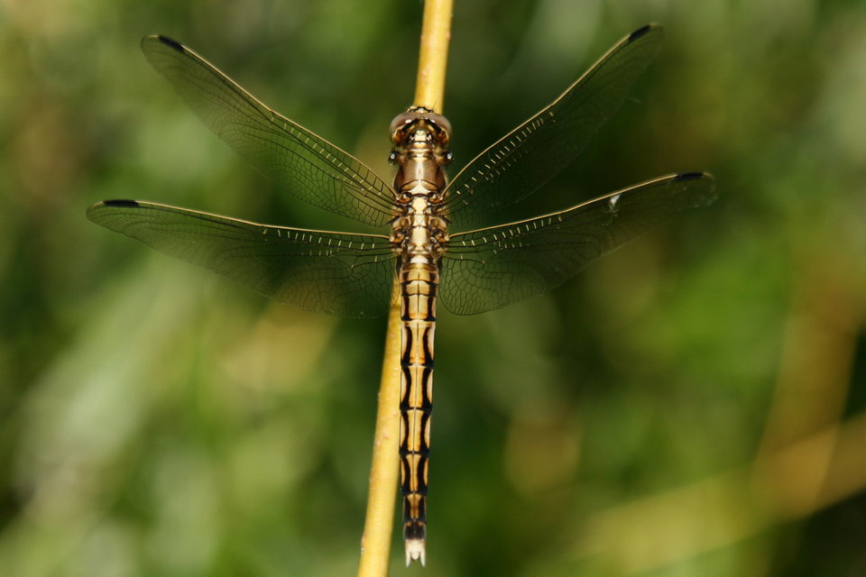 Orthetrum albistylum - fehérfarkú pásztorszitakötő